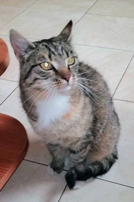 Oddam 2,5 letnią kotkę w dobre ręce.Okolice Rypina