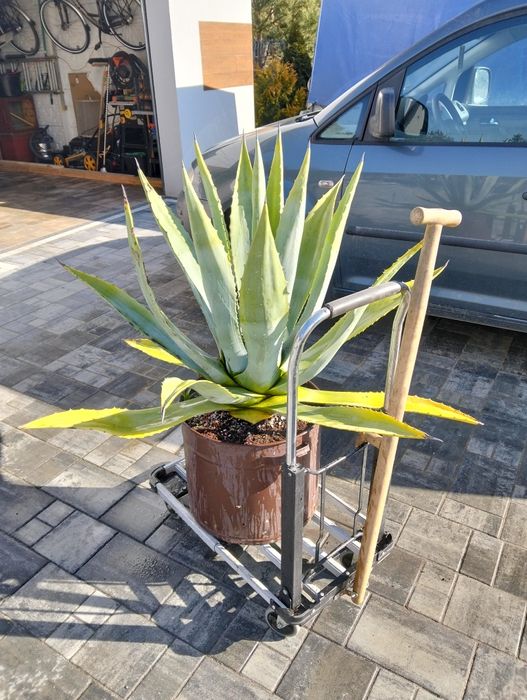 Agawa 14 letnia w ozdobnym parniku