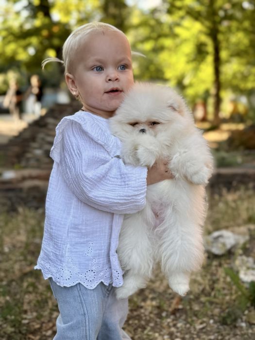 Шпиц мини мальчик