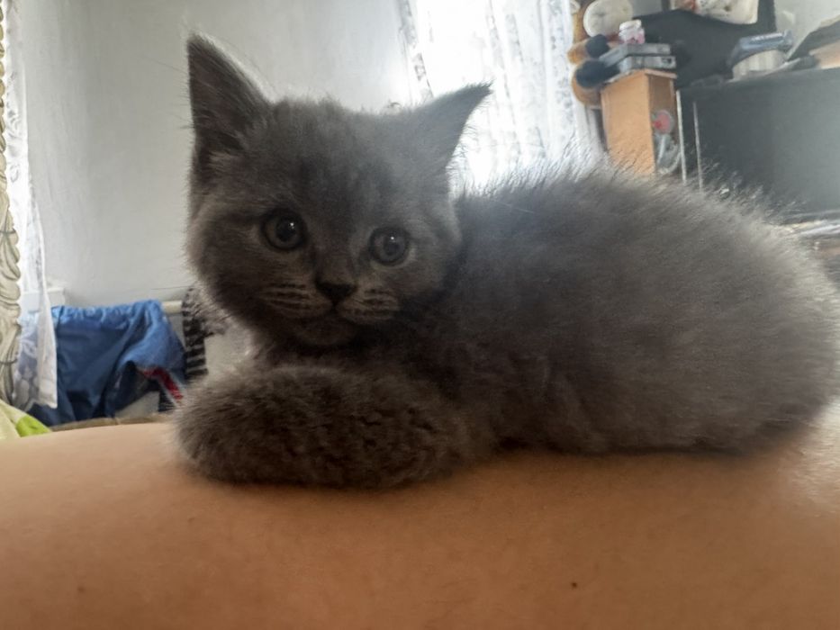 котики шотландські