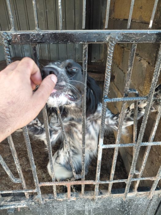 Cachorra  setter para adoçao