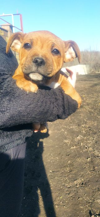 Стаффордширський бультер'єр