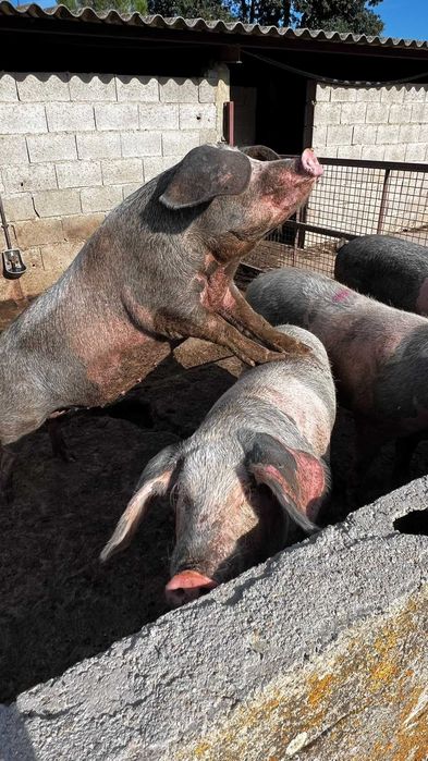 Porcas Raça Bisaro