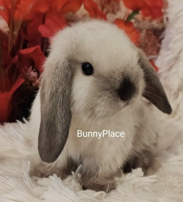 Króliki Mini lop