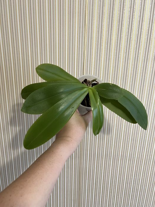 Орхідея фаленопсис Liodoro ароматна