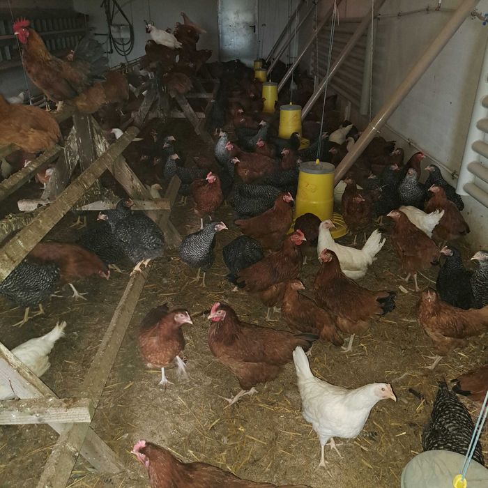 Jajka z wolnego wybiegu