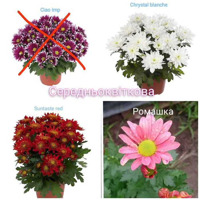 Хризантема мультифлора, середньоквіткова, великоквіткова горшок