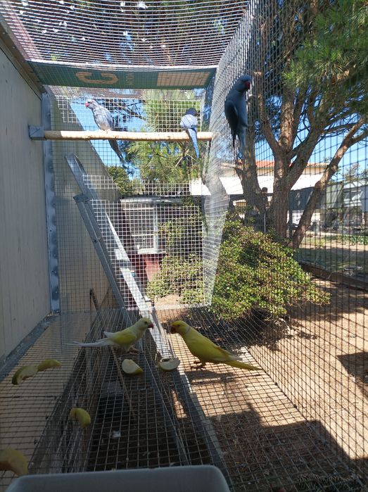 Ring Neck disponíveis