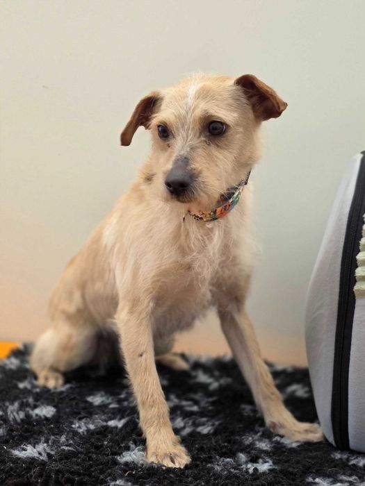 Mykanów/Cykarzew Północny znaleziono suczke! Szukamy właściciela!