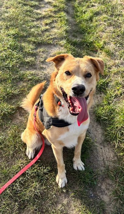 Piękny psiak do adopcji!