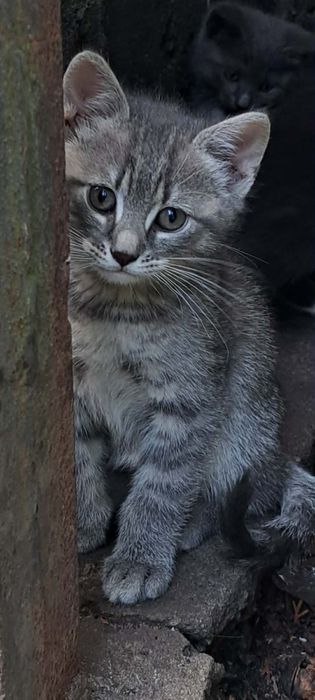 Cztery piękne kociaki do adopcji