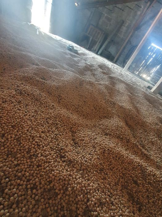 Groch jary, na paszę