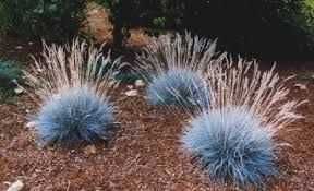 Zestaw traw ozdobnych