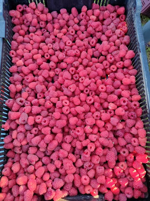 Продам малину літню