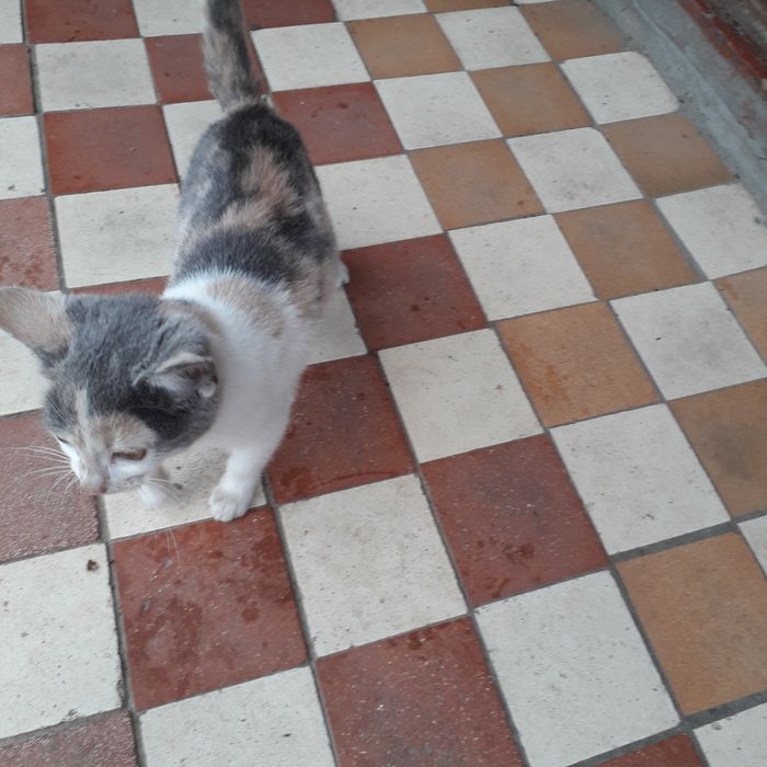 Животные в дар.Котята ищут дом.