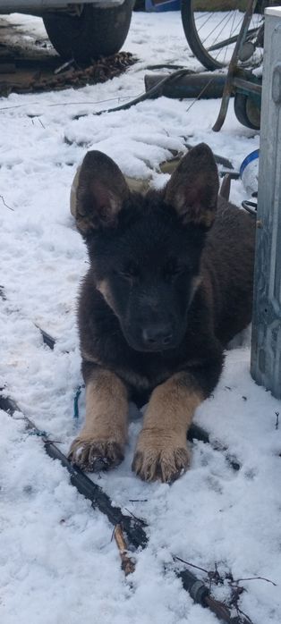 Схсідно-європейська вівчарка