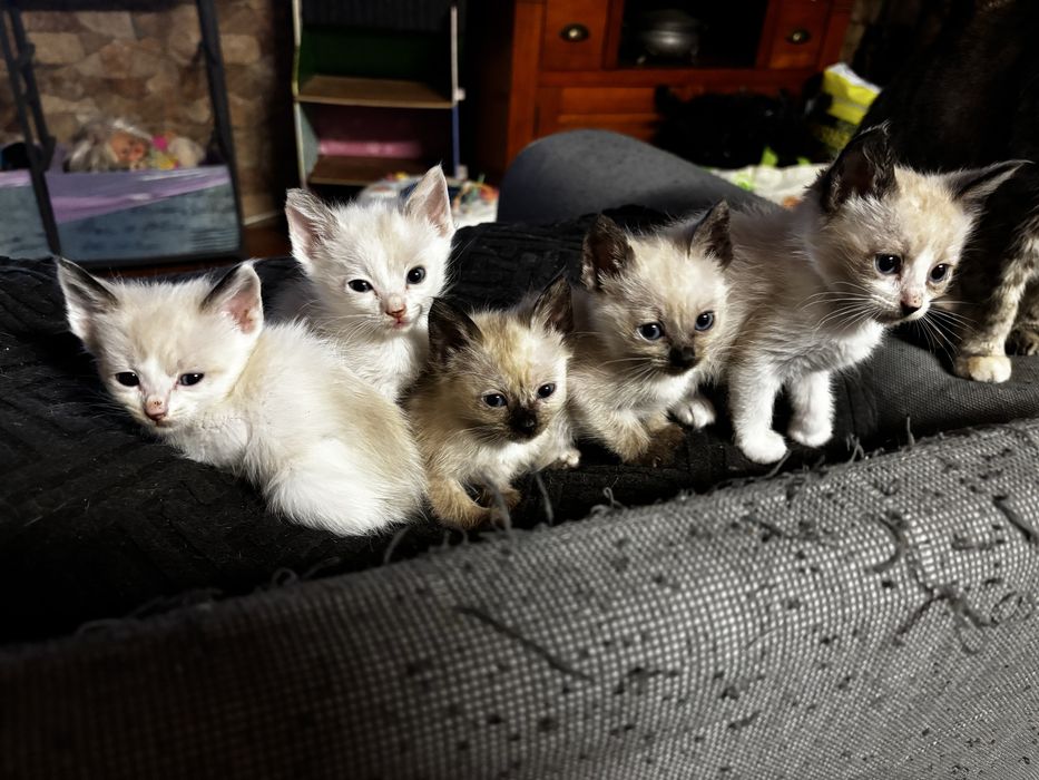 Gatas para adoção SÓ GATAS