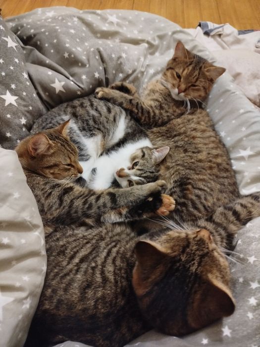 Кошечки-сестрички в хорошие руки