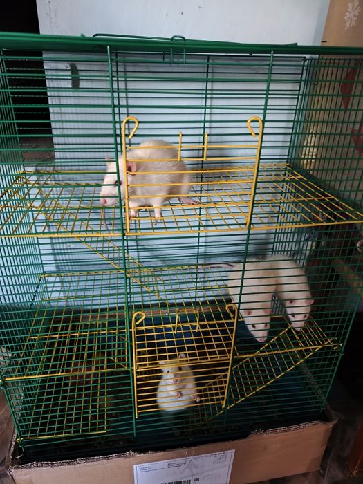 Продаються декоративні криси