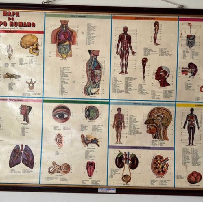 Antiguidades - Mapa corpo humano