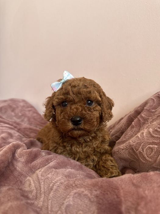 Dalia Suczka Pudel Maltipoo Bichpoo Wyprawka Badania genetyczne