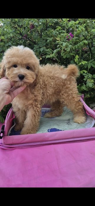 Мальтипу. Хлопчик.