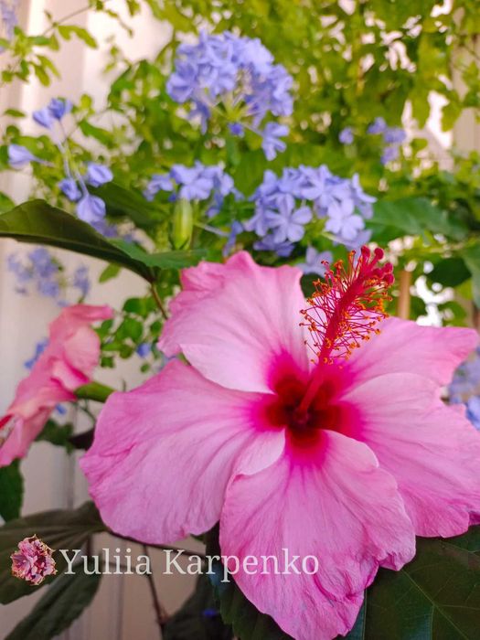 Вкорінені кущі Гібіскус рожевий великі квіти сортовий гибискус розовый