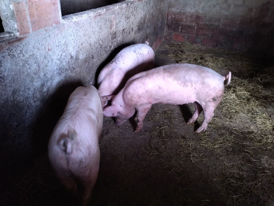 Porcos com cerca 70kg 170euros cada