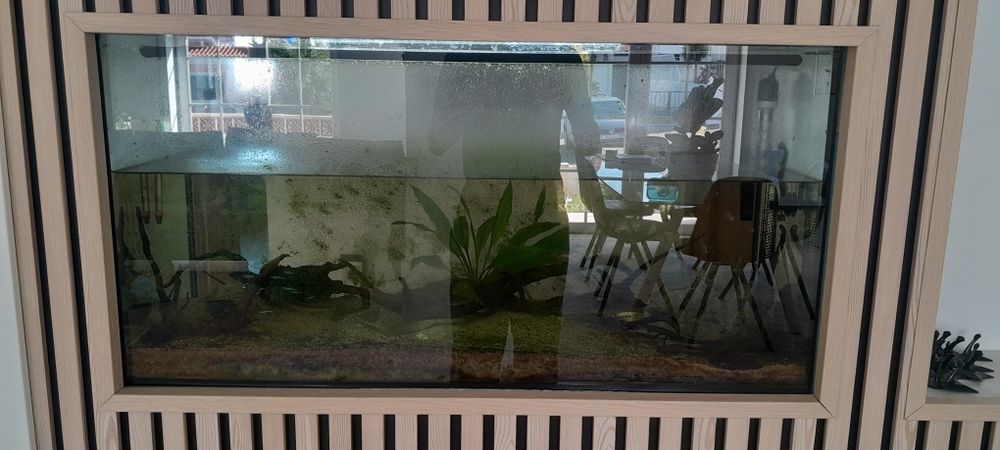 peixes, plantas e filtro