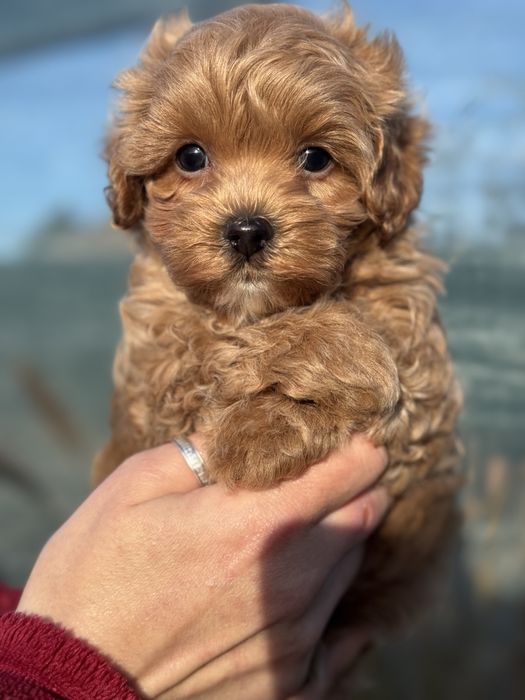 Очаровательные Мальтипу