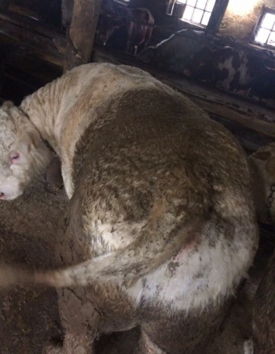 Продаем крс на постоянной основе!