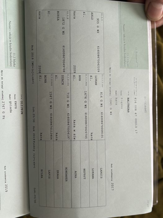 Ogierek na sprzedaż