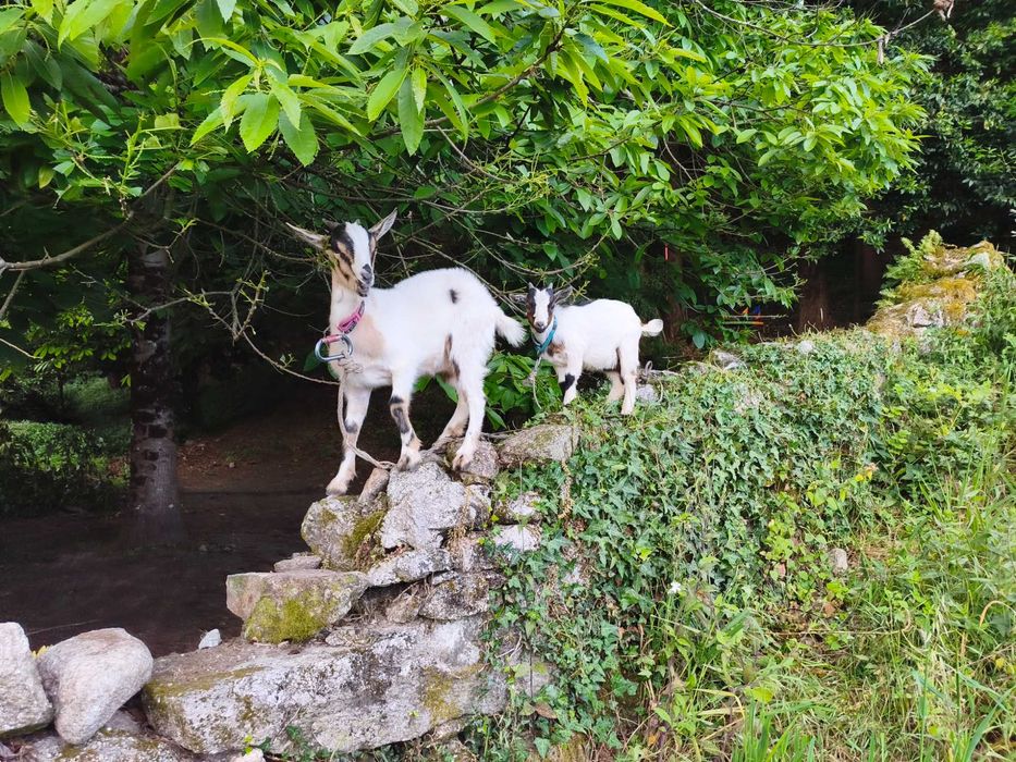 Cabra com 6 meses e cabrito com 3 meses