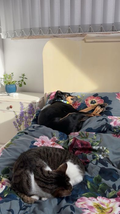 Sunia Tosia szuka domu. Adopcja darmowa