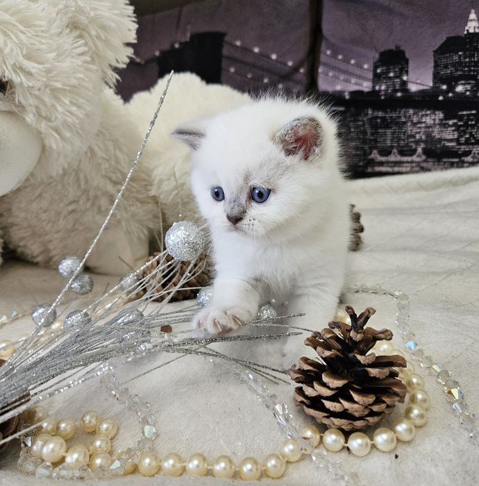 Шотландские котята (Хайленд страйт, Скоттиш страйт)