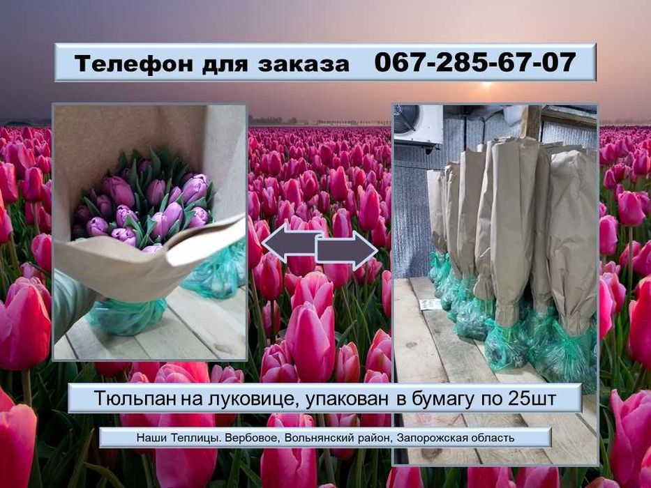 ТЮЛЬПАН Український ОПТ