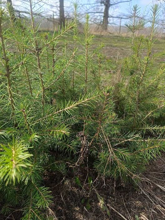 Daglezja zielona 40 cm 70 cm