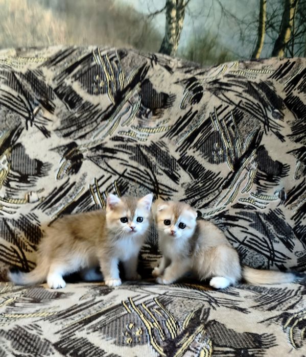 кошенята золота шиншилла