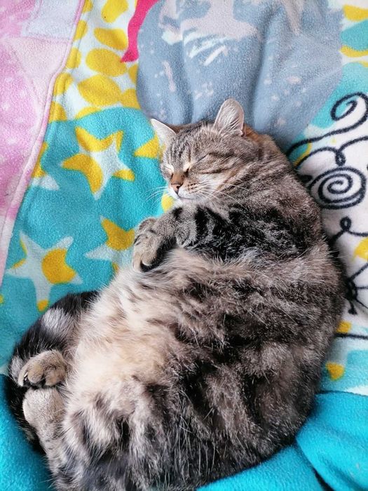 Киця Шурка в добрі руки!