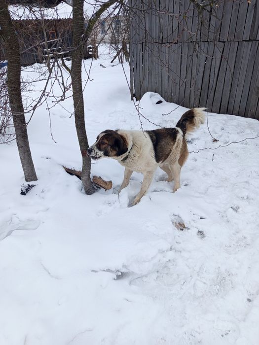 Продам кавказька вівчарка