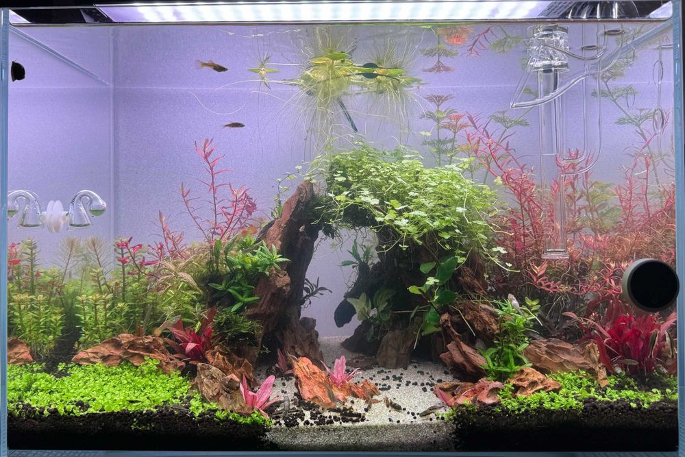 [Indisponível] Vendo ou troco plantas aquáticas