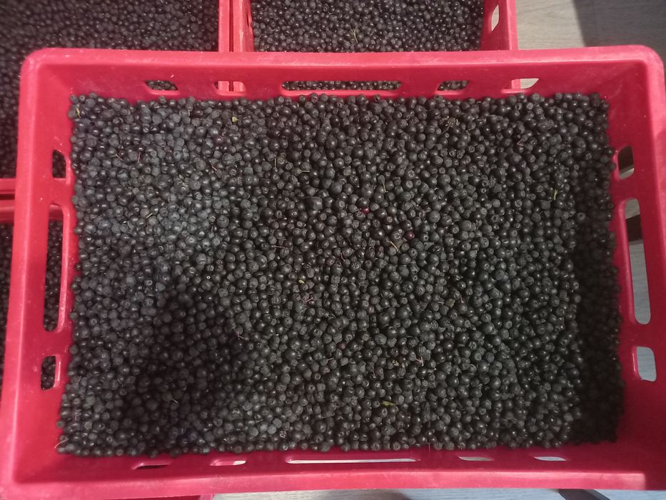 Ekologiczna aronia
