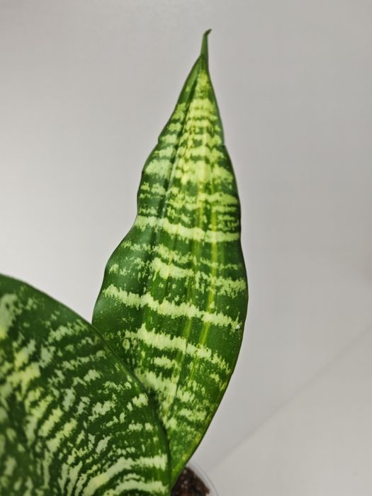 Sansevieria Futura var