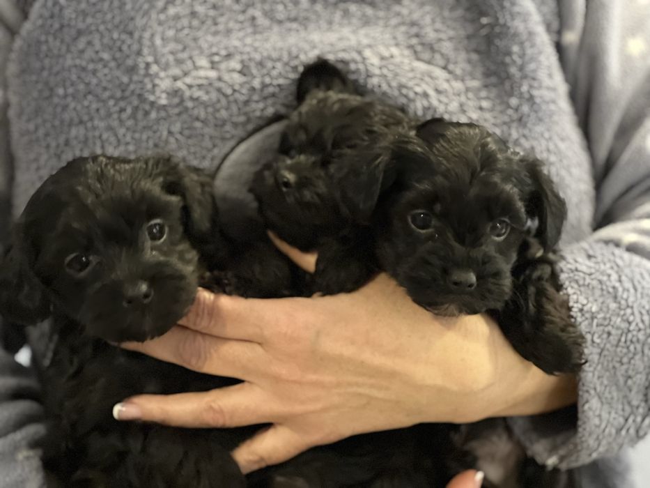 Йоркширский терьер