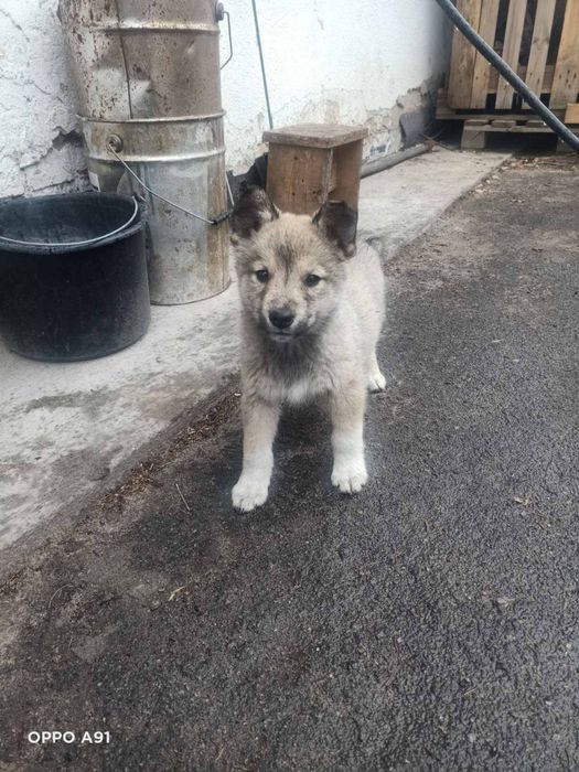 Дівчинка шукає родину