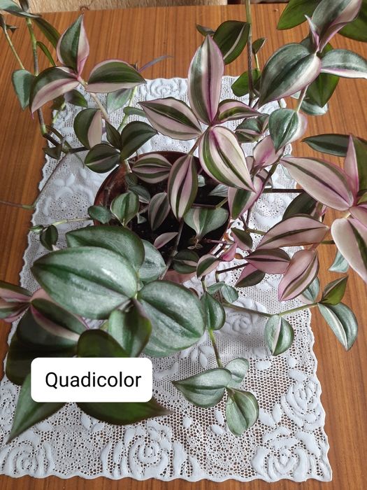 Trzykrotka  gałązki