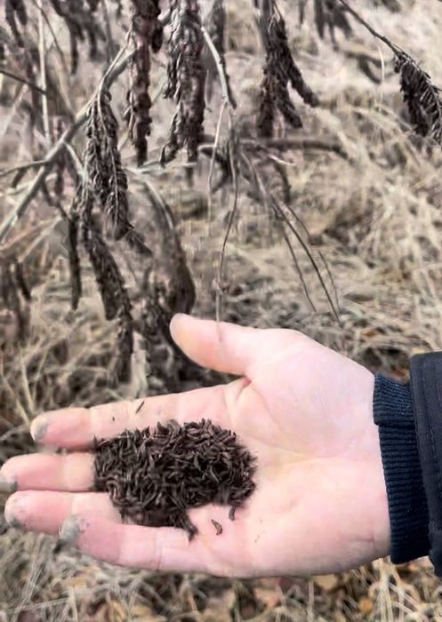 Медоносна рослина ,Аморфа