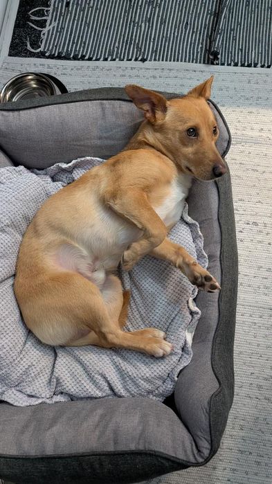 Cão pequeno e meigo