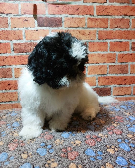 Shih-tzu chlopak