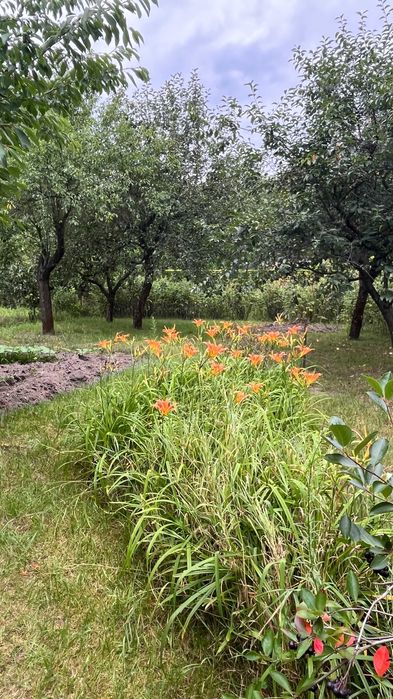 Działka ROD Malwa w Milanówku (ul. Turczynek)